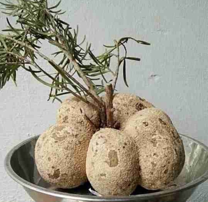 Phục Linh Thiên dược liệu quý hơn cả nhân sâm Triều Tiên